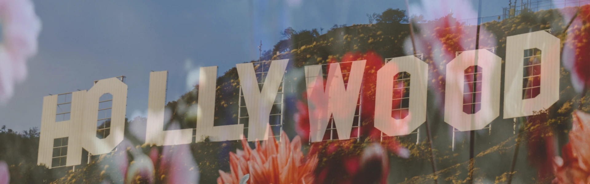 image of the Hollywood sign with dahlia flowers